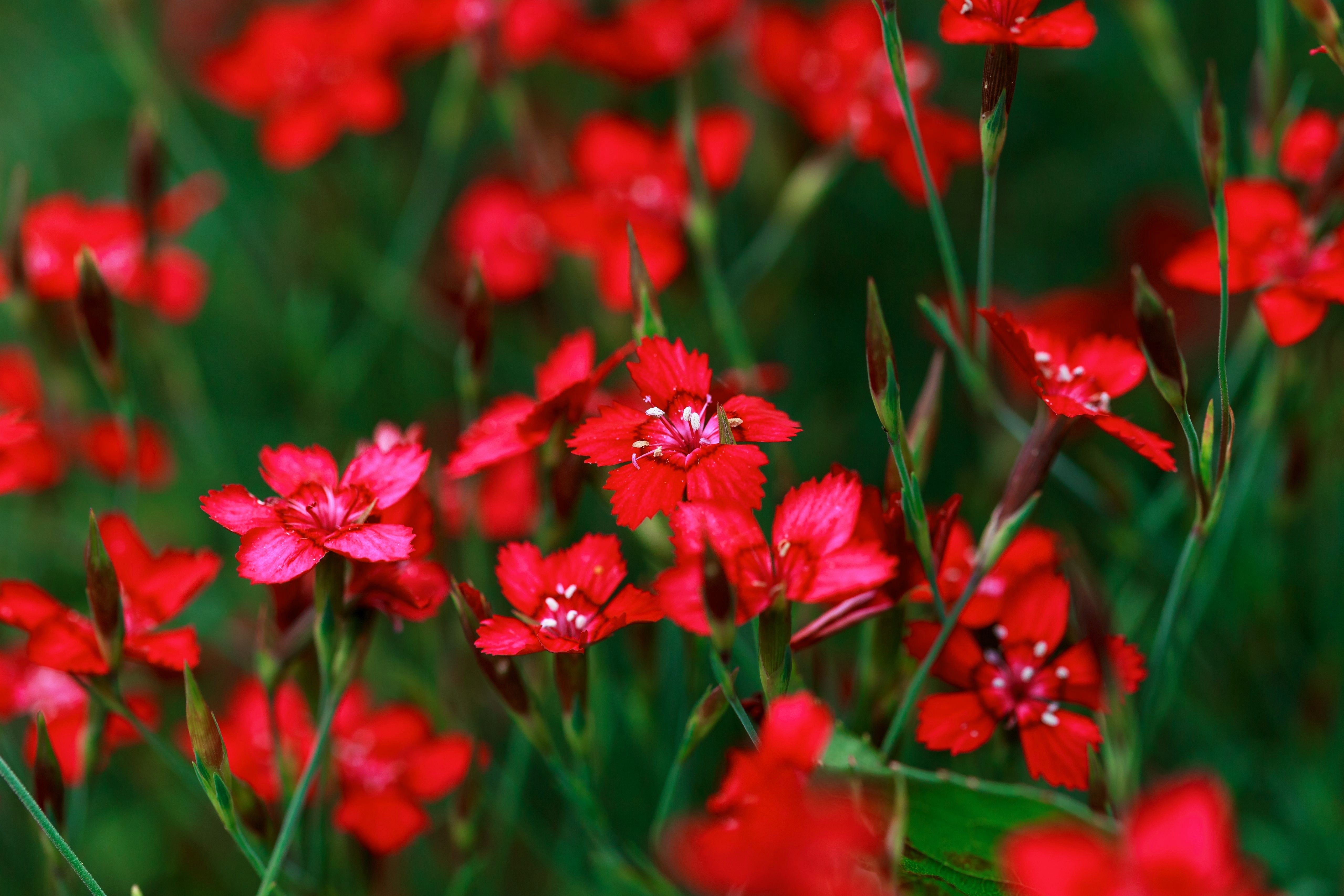 100 RED CARDINAL DIANTHUS Deltoides Flower Seeds