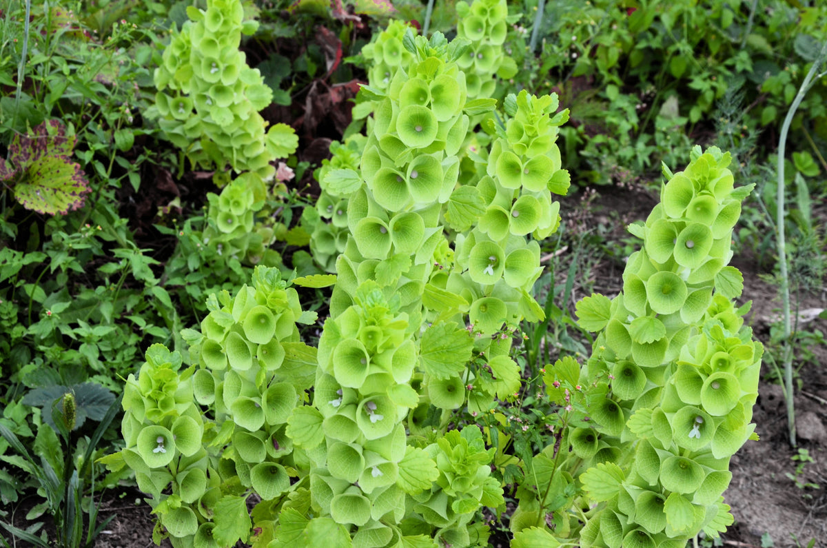 150 BELLS OF IRELAND ( Lady In The Bathtub / Shell Flower ) Moluccella Laevis Green Flower Seeds