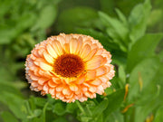 20 ZEOLIGHTS CALENDULA Officinalis MARIGOLD Flower Seeds Zeolight Coral Peach Apricot Pink