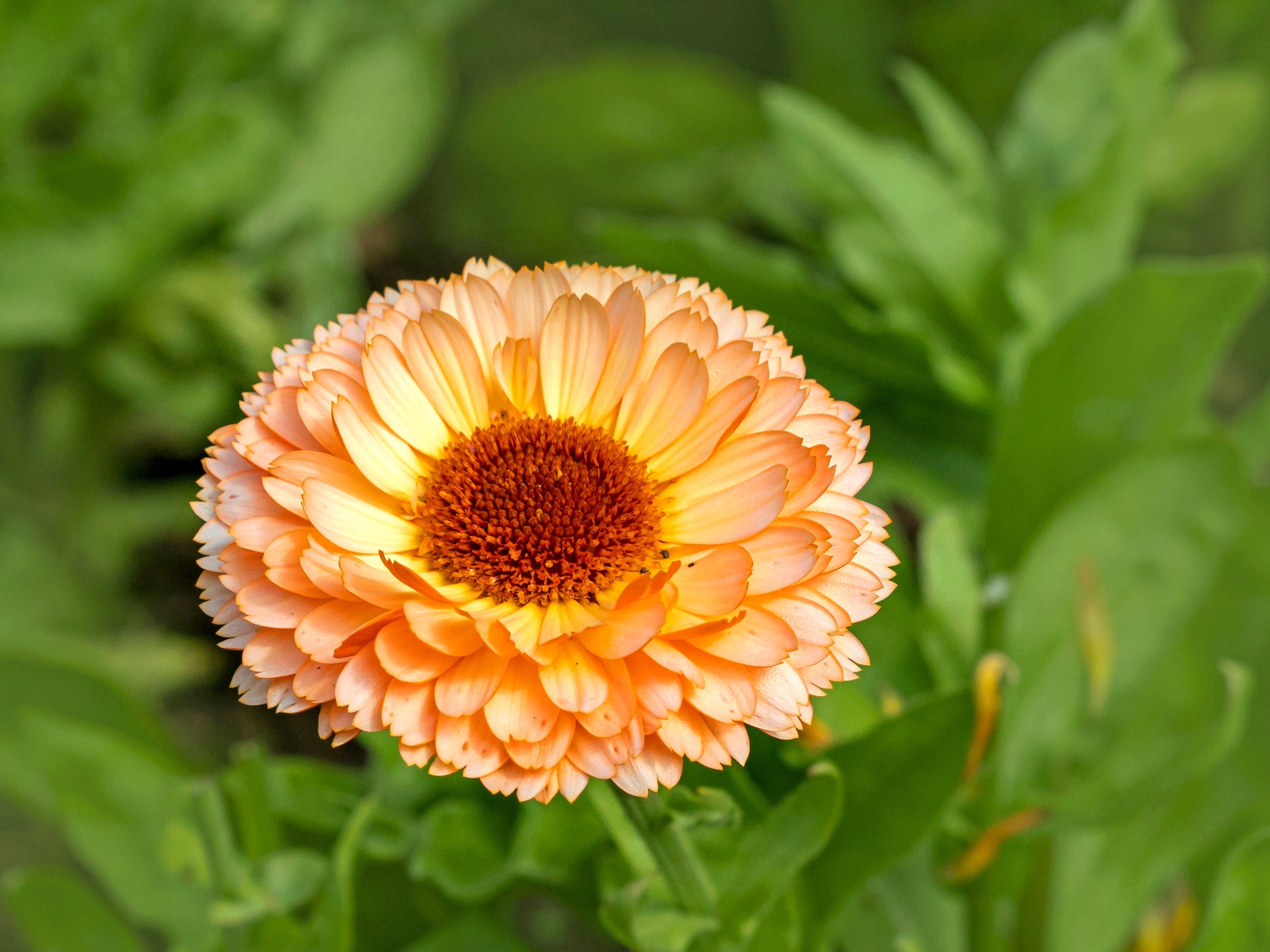 20 ZEOLIGHTS CALENDULA Officinalis MARIGOLD Flower Seeds Zeolight Coral Peach Apricot Pink