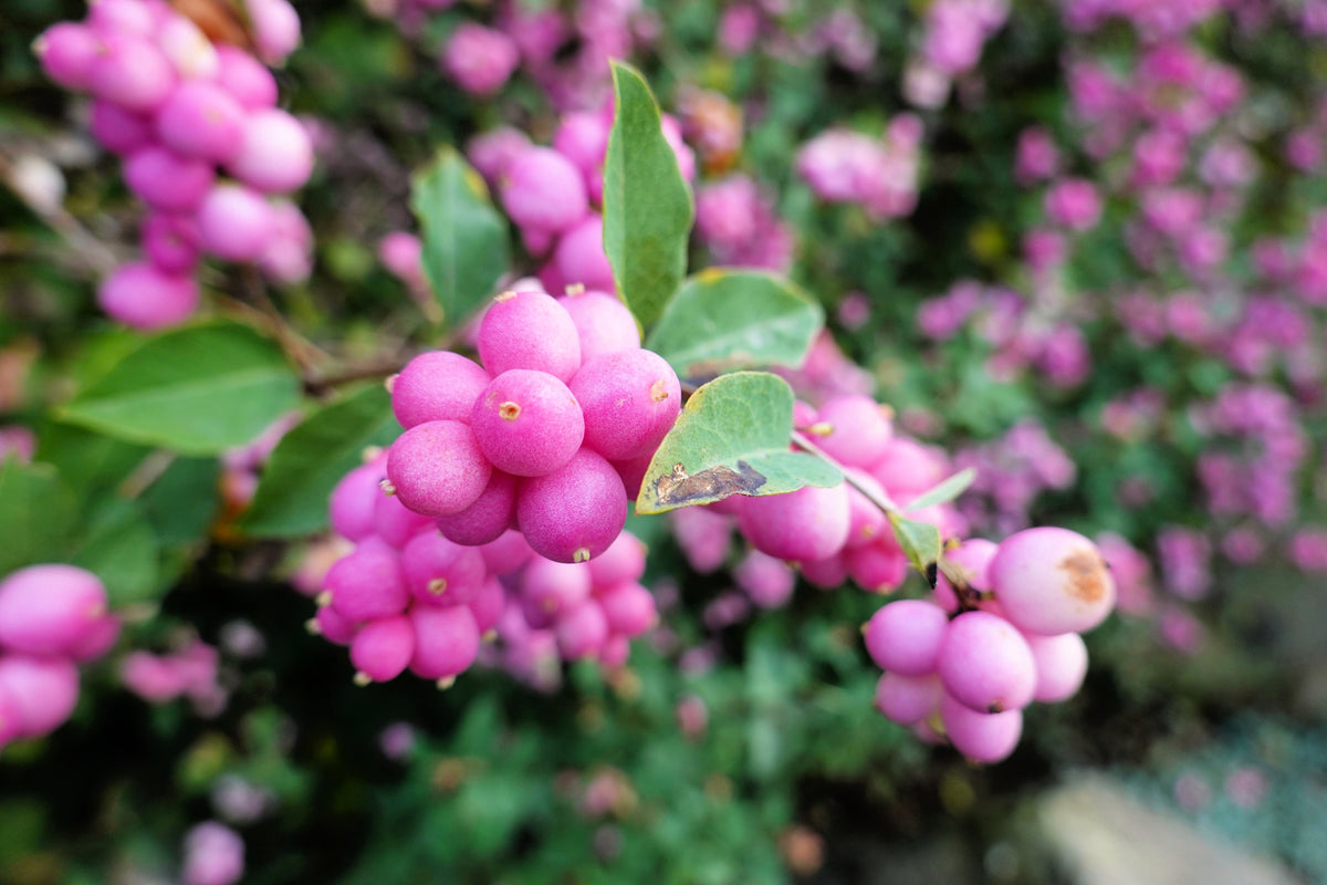 25 CORALBERRY Shrub Flower Pink Indian Currant Symphoricarpos Orbiculatus Seeds
