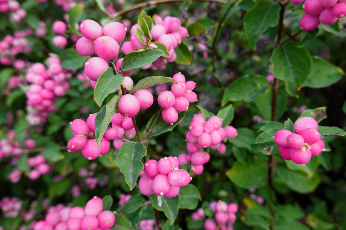 25 CORALBERRY Shrub Flower Pink Indian Currant Symphoricarpos Orbiculatus Seeds