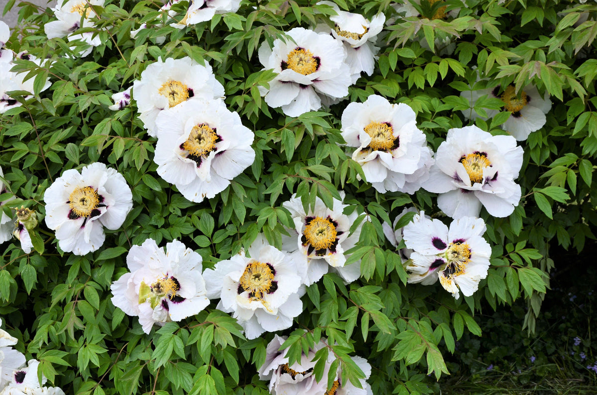10 TREE PEONY Mountain Paeony Paeonia Suffruticosa Arborea Mixed Colors Red Pink White Purple Yellow Bicolor Flower Shrub Seeds