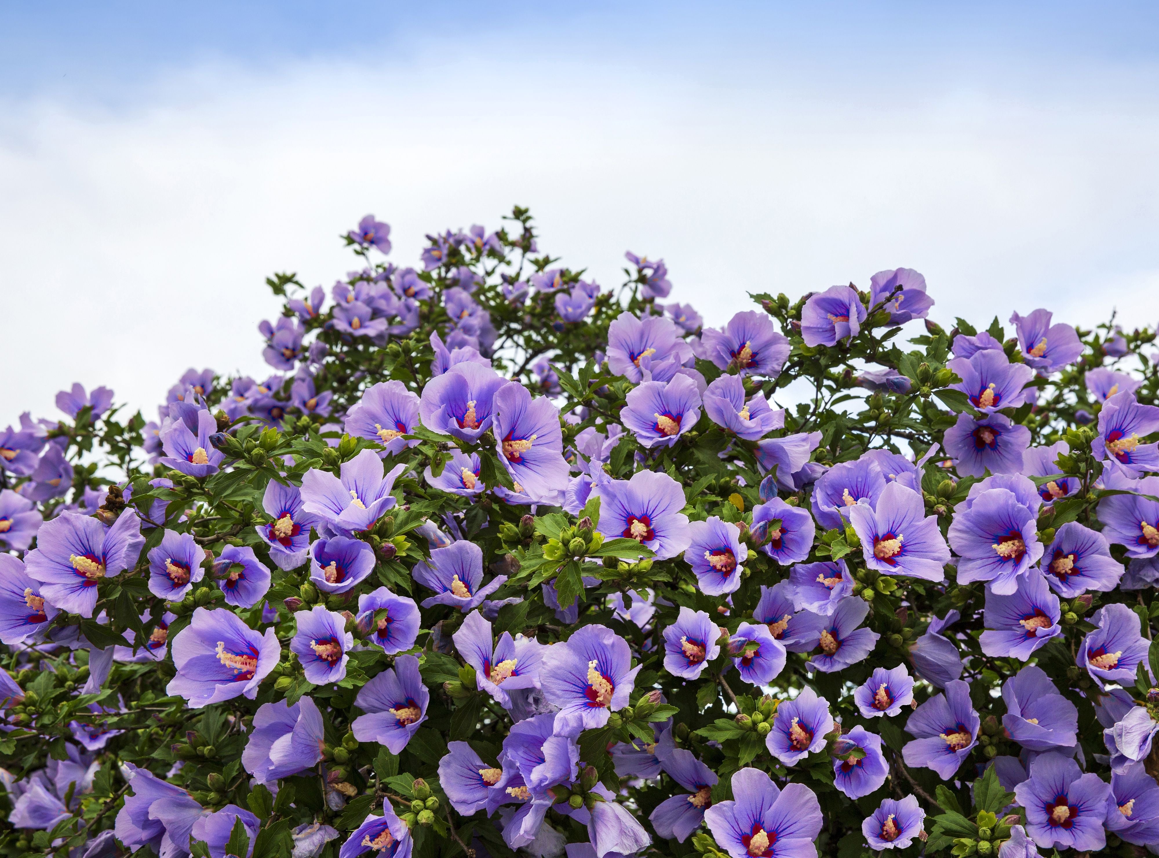 50 Mixed Colors ROSE Of SHARON HIBISCUS Syriacus Flower Tree Bush Seeds Mix
