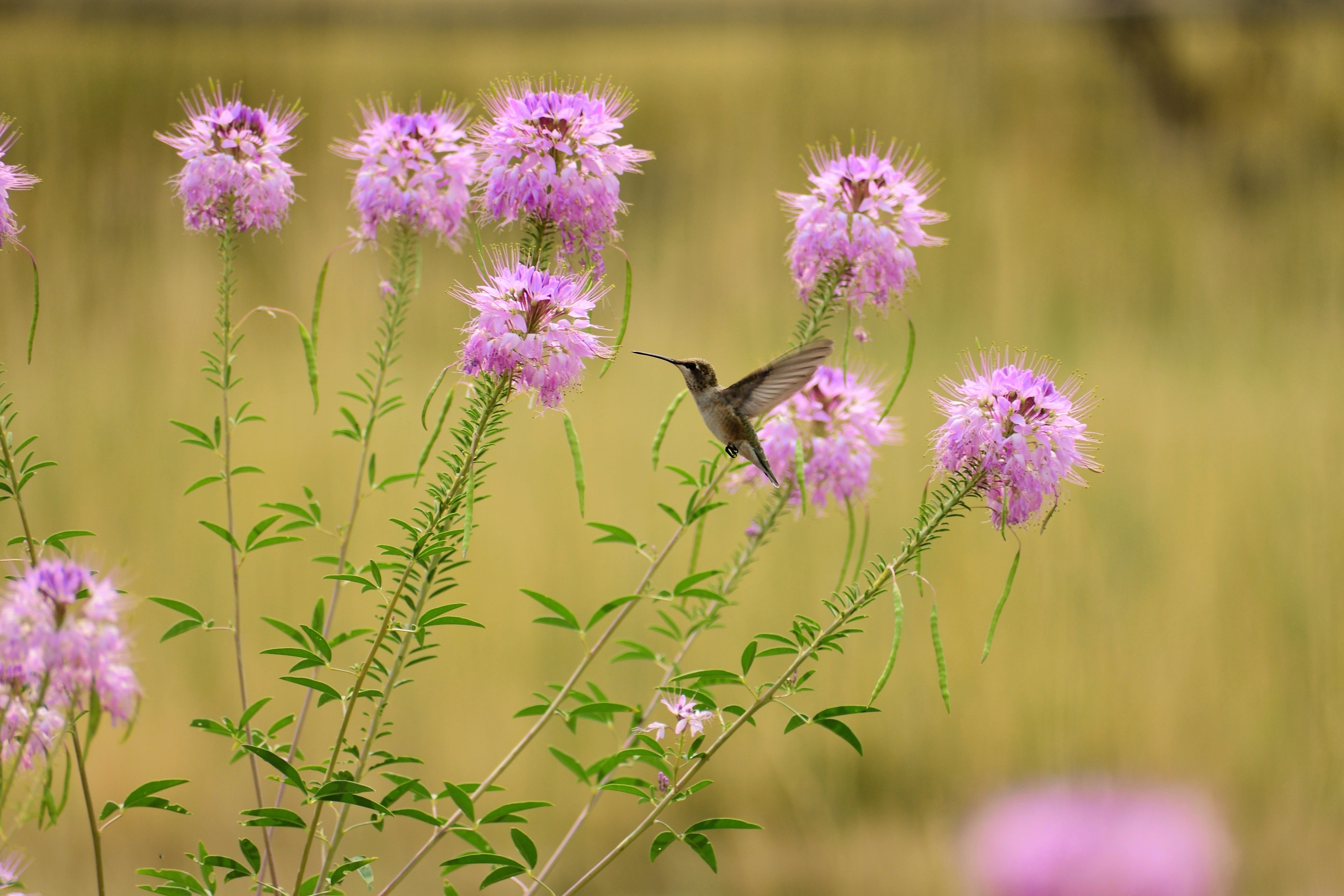 100 Rocky Mountain BEE PLANT Cleome Serrulata Flower Seeds