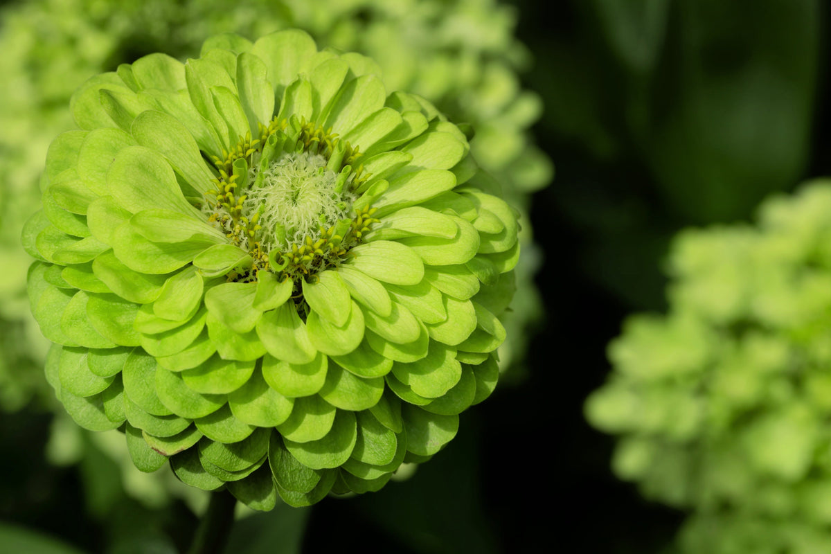 250 GREEN ENVY ZINNIA Elegans Heirloom Chartreuse Double Flower Seeds