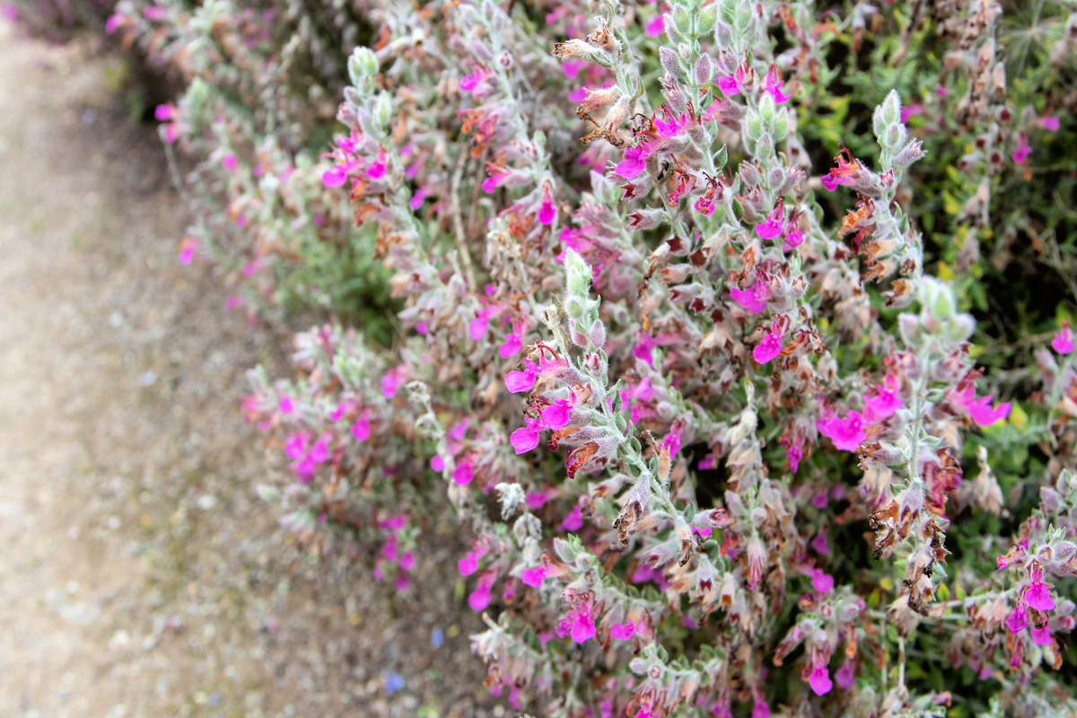 20 CAT THYME Teucrium Marum aka Cat Crack, Kitty Crack, & Mediterranean Germander Silvery Foliage Red Purple Flower Herb Sub-Shrub Seeds