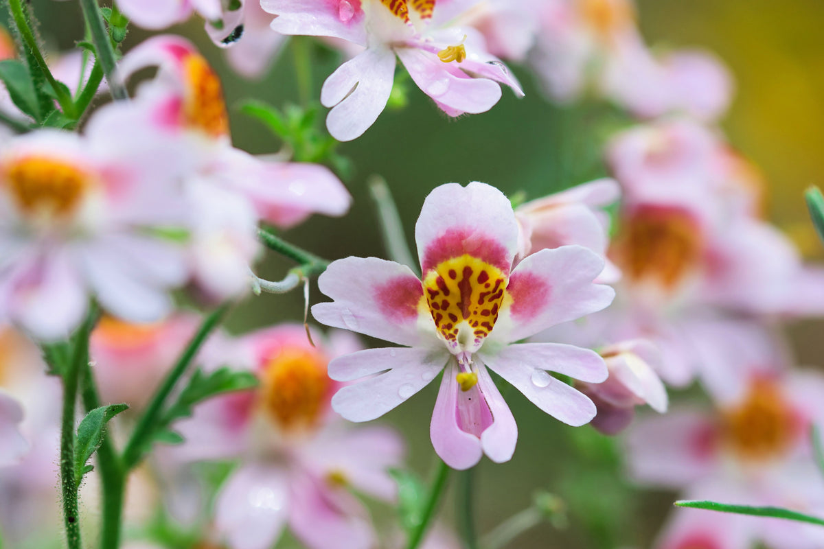 200 Mixed Colors BUTTERFLY ORCHID (Poor Mans Orchid / Angel Wings) Schizanthus Wisetonensis Flower Seeds