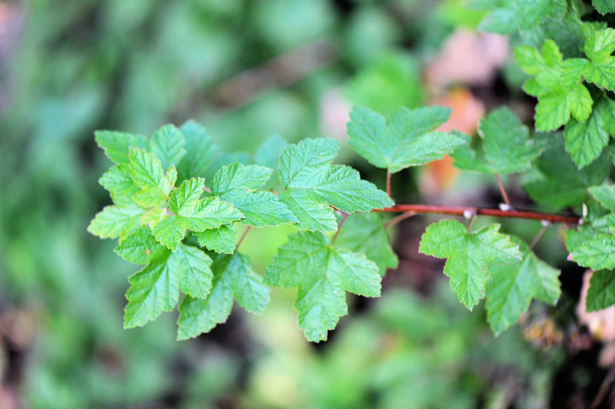50 PACIFIC NINEBARK Physocarpus Capitatus Western Ninebark Native White Pink Red Flower Shrub Seeds