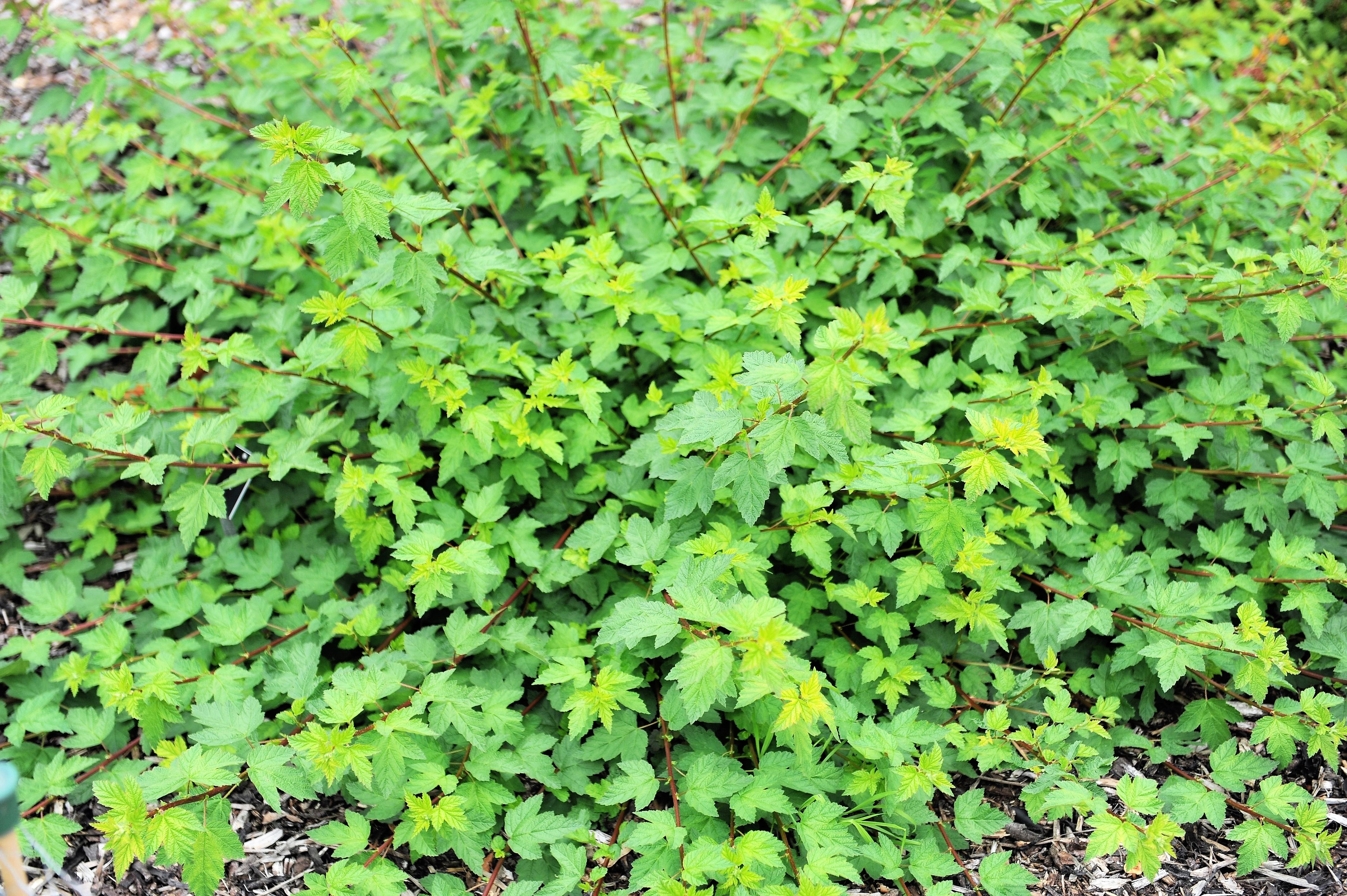 50 PACIFIC NINEBARK Physocarpus Capitatus Western Ninebark Native White Pink Red Flower Shrub Seeds