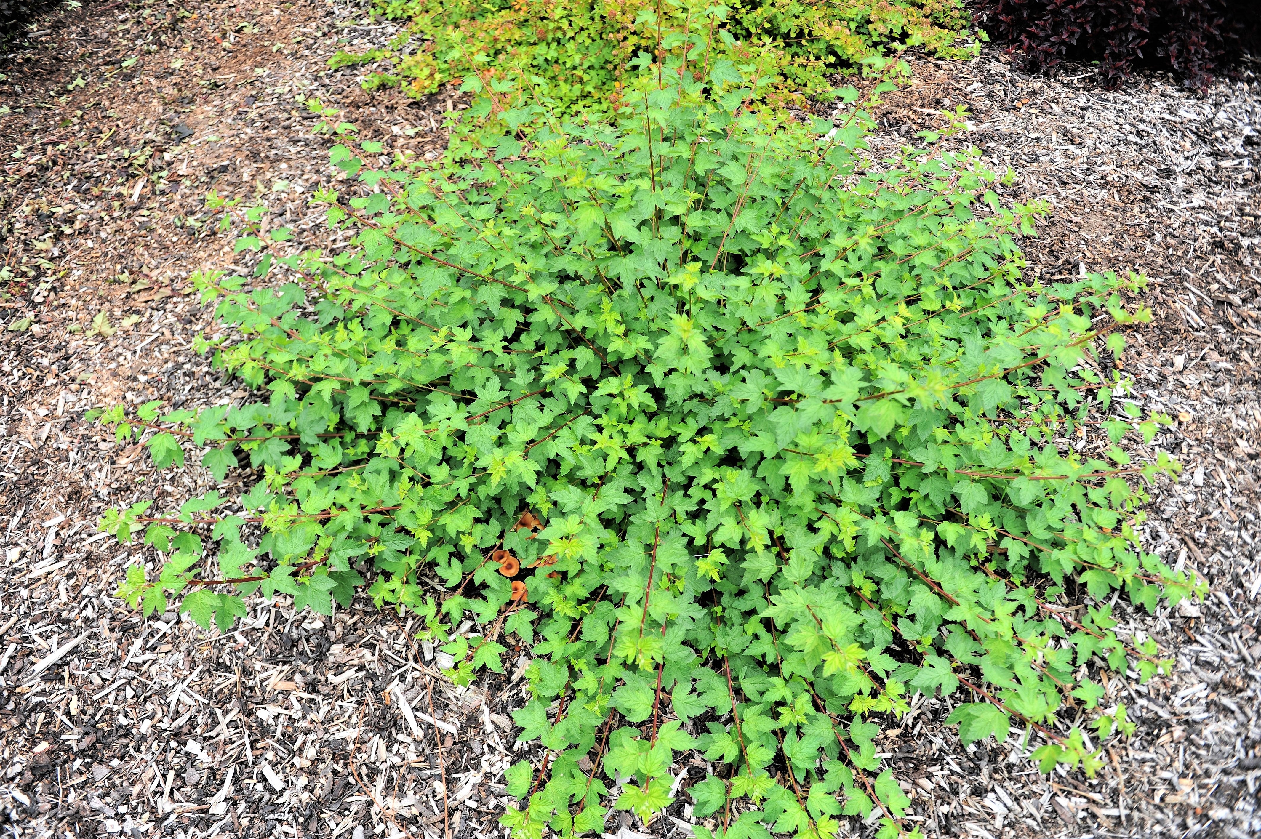 50 PACIFIC NINEBARK Physocarpus Capitatus Western Ninebark Native White Pink Red Flower Shrub Seeds