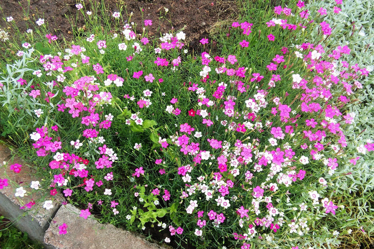550 MAIDEN PINKS Mixed Colors Dianthus Deltoides Flower Seeds
