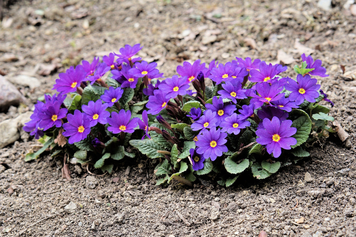 50 MIXED ENGLISH PRIMROSE Primula Vulgaris Acaulis Shade Houseplant Flower Seeds