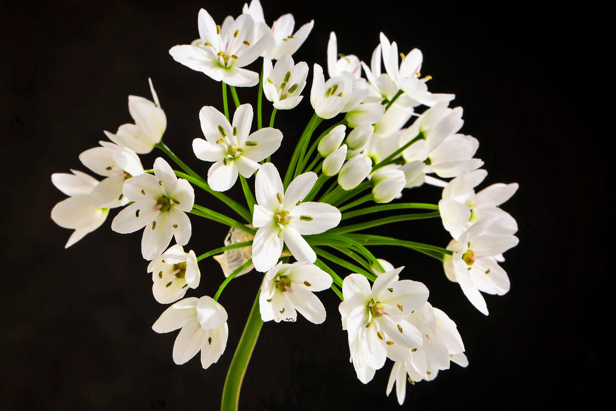 10 WHITE ALLIUM Neapolitanum Flowering or Naples Onion, Neopolitan or Daffodil Garlic Ornamental Flower Seeds