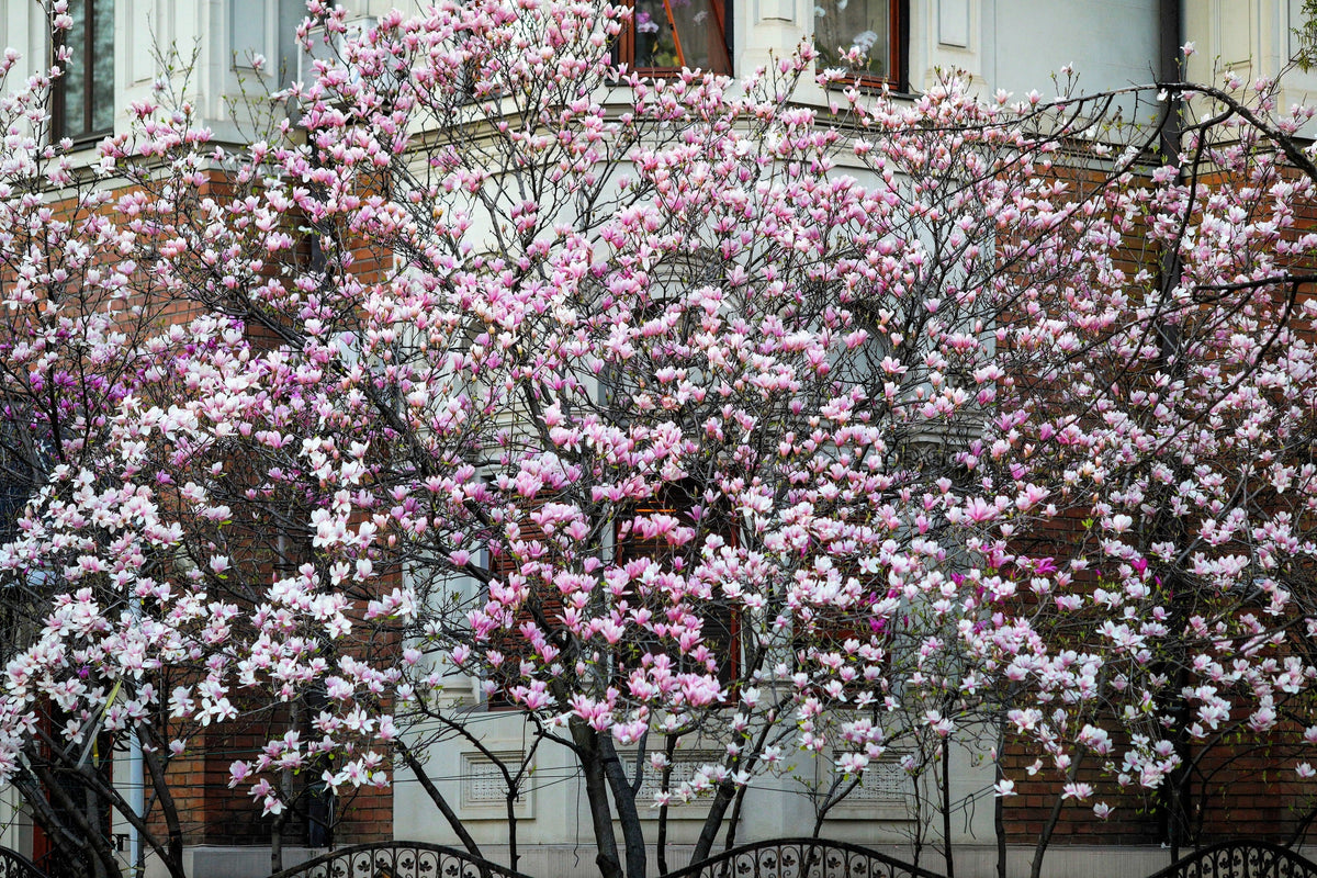 5 LILY MAGNOLIA Flower TREE Pink & Purple Fragrant Tulip Magnol Liliiflora Seeds