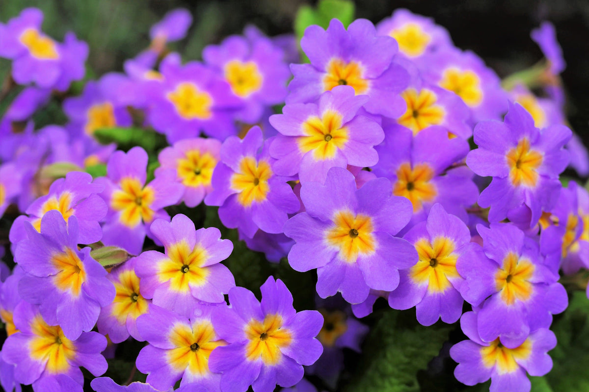 50 MIXED ENGLISH PRIMROSE Primula Vulgaris Acaulis Shade Houseplant Flower Seeds