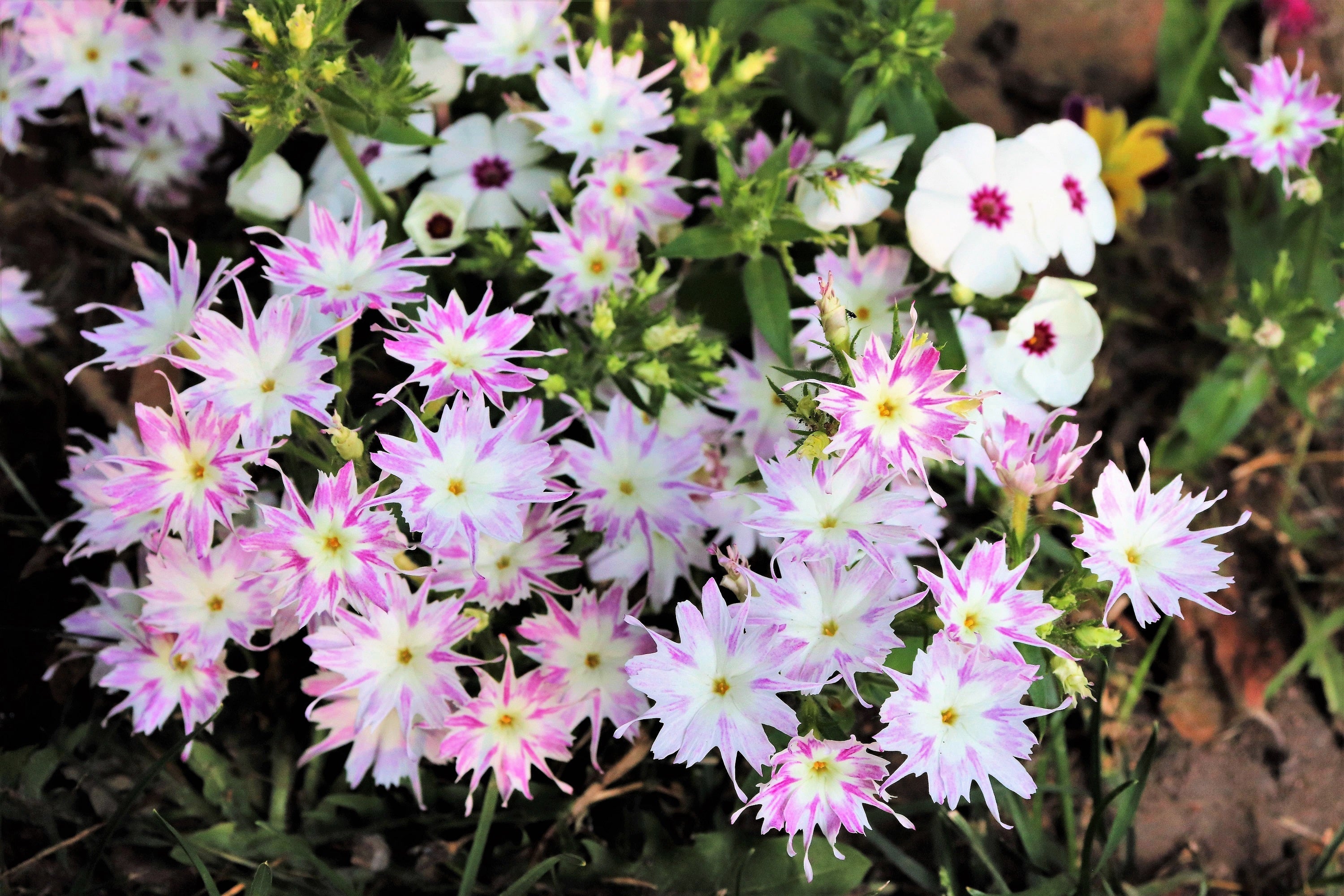 100 TWINKLE DWARF PHLOX Drummondii Cuspidata var. Stellaris Star Mix Two Tone Mixed Colors Pink Purple Red White Flower Seeds
