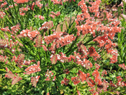 50 APRICOT BEAUTY STATICE Limonium Sinuatum Sea Lavender Flower Seeds