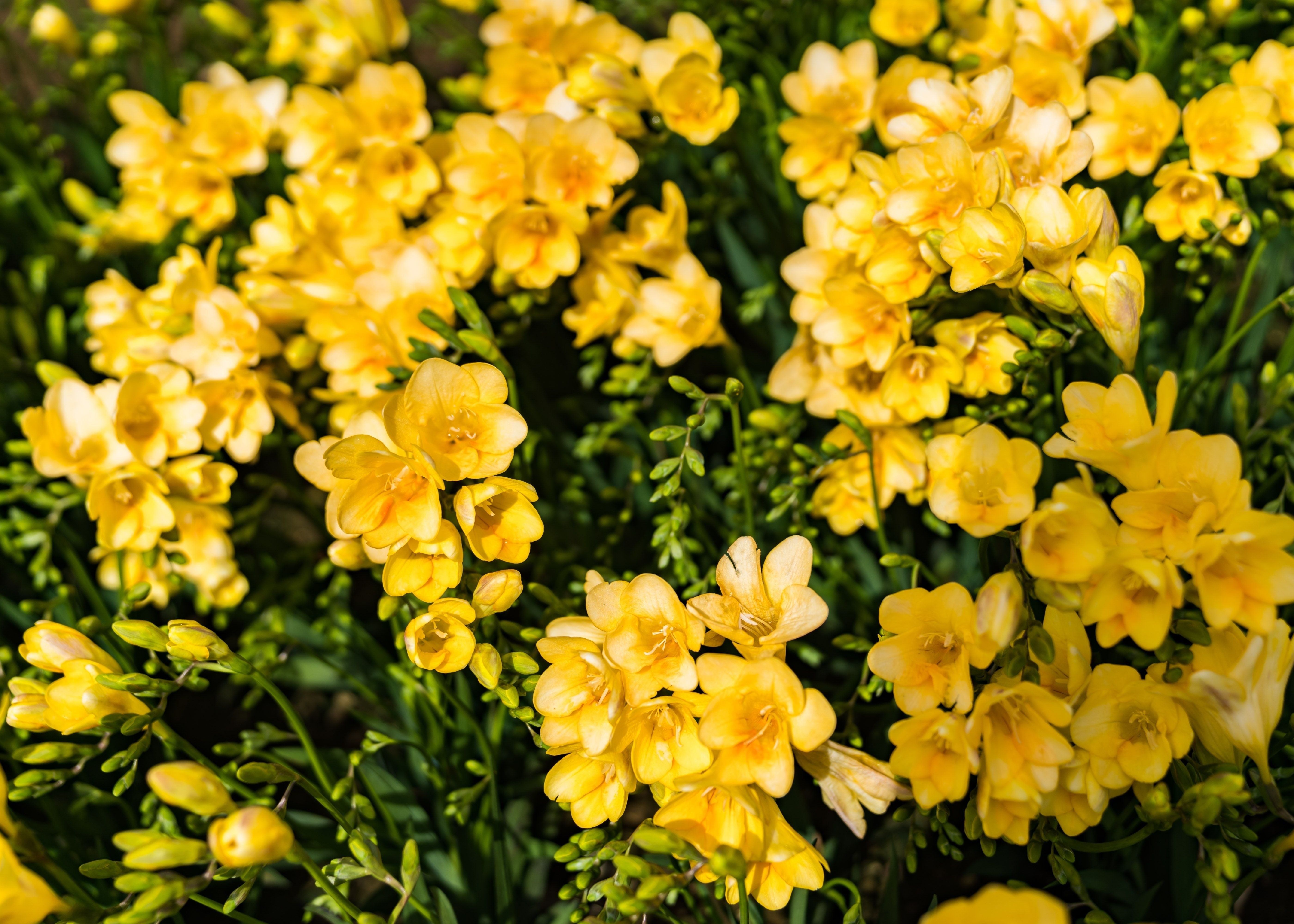 5 ROYAL CHAMPION Mix FREESIA Mixed Colors Pink Blue Purple Yellow Red Orange Flower Seeds