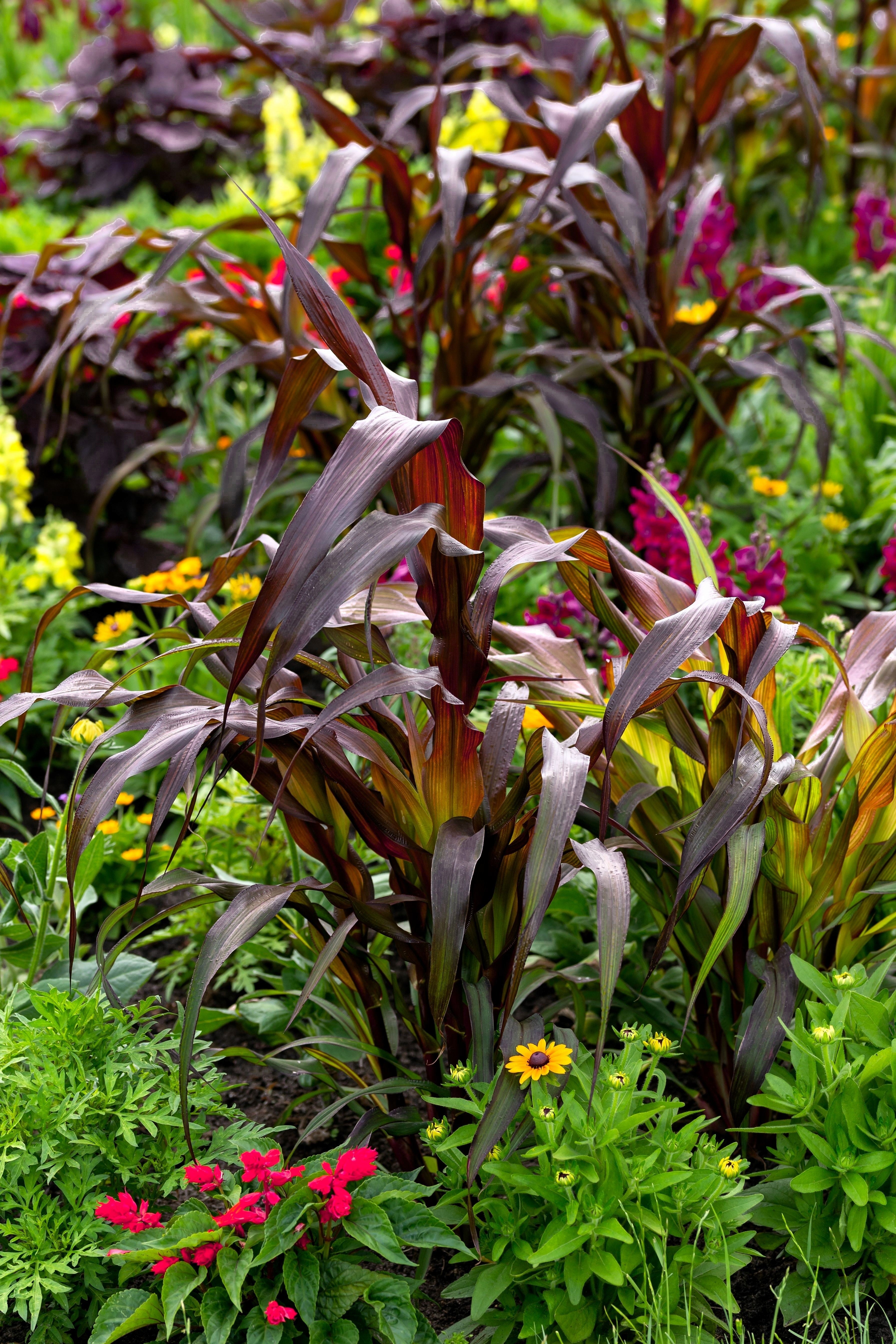 25 RED JEWEL MILLET Setaria Italica Ornamental Grass Flower Seeds
