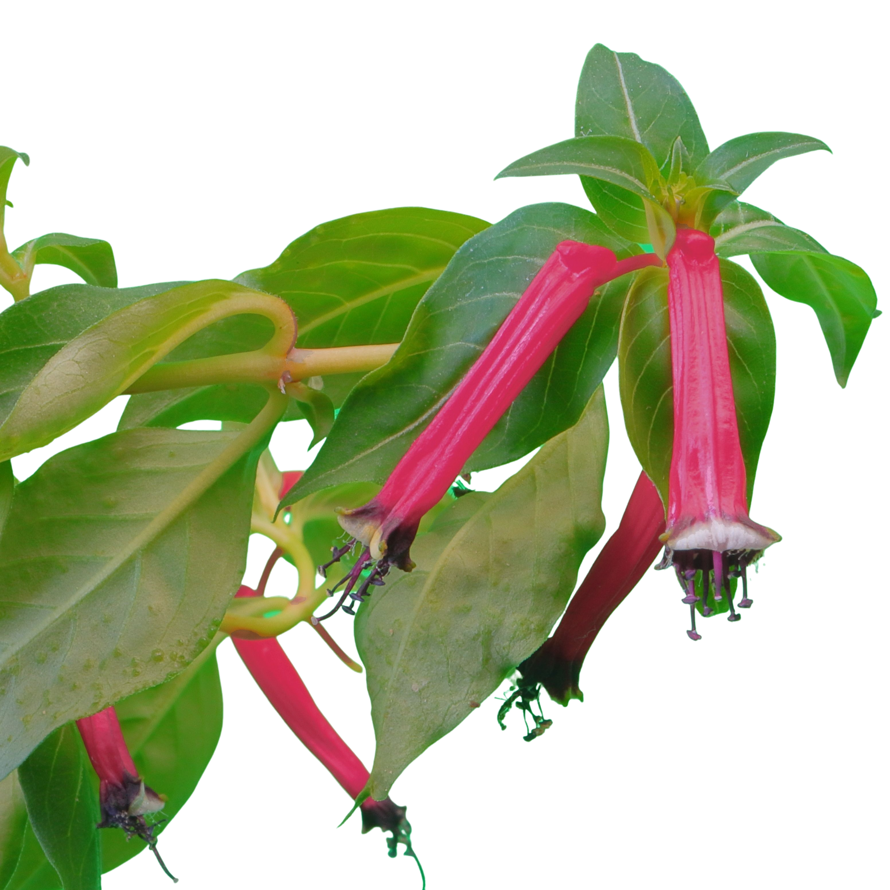 10 MIXED CIGAR PLANT Cuphea Ignea Red Pink White Firecracker Flower Seeds