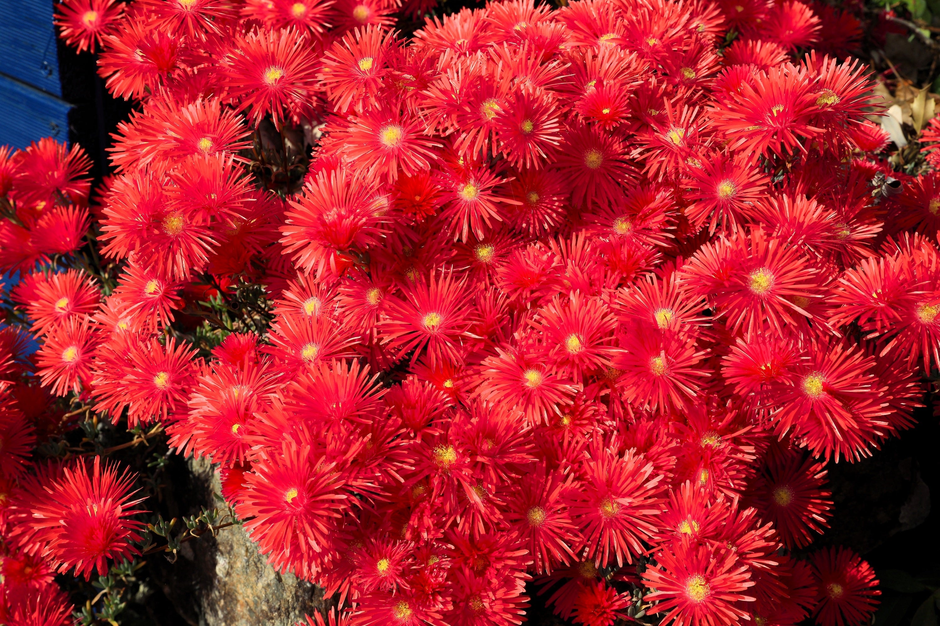 100 Gelato Bright RED ICE PLANT Mesembryanthemum Daisy Livingstone Flower Seeds