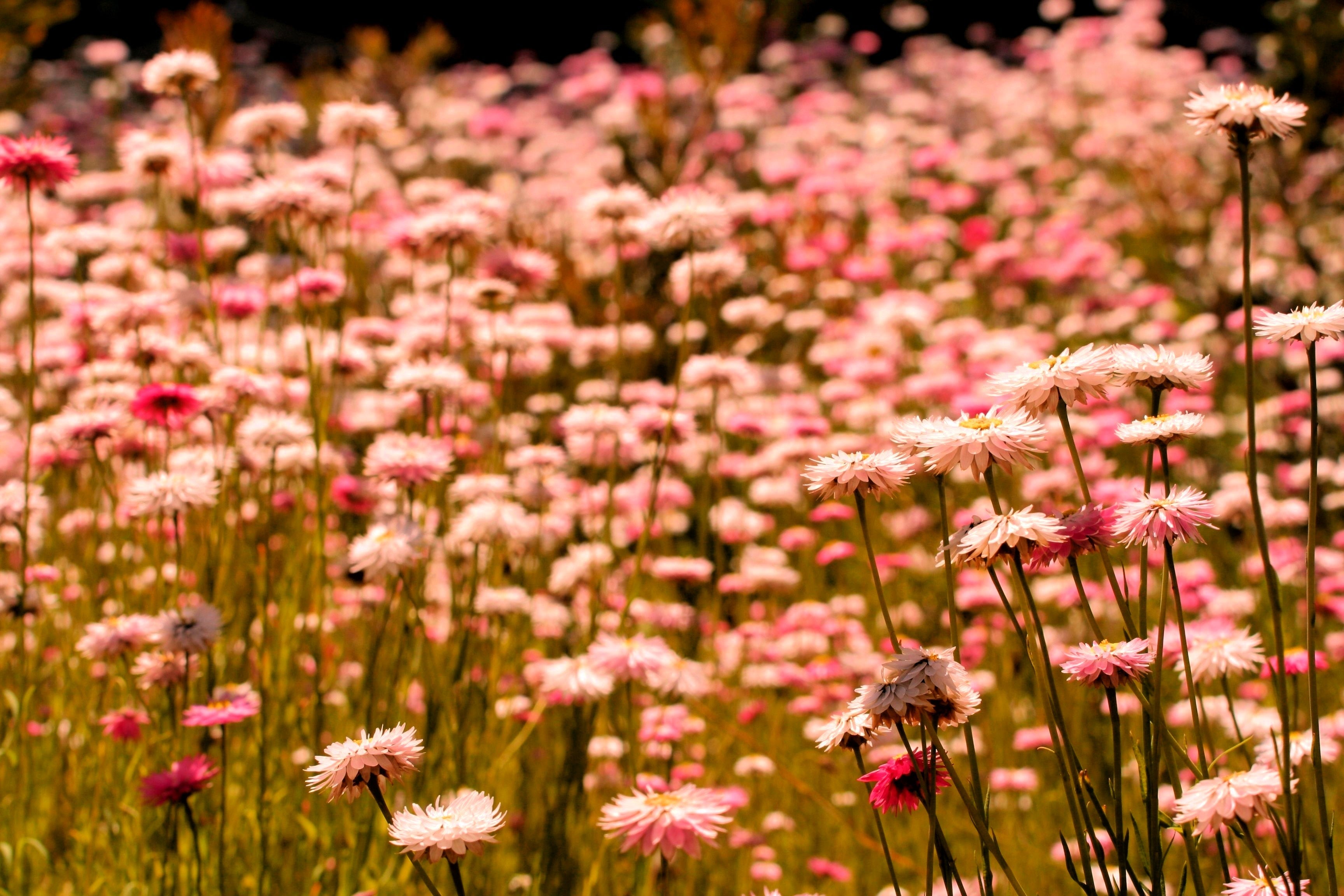 100 APRICOT & PEACH STRAWFLOWER Organic Mix Coral Paper Daisy Helichrysum Bracteatum Flower Seeds