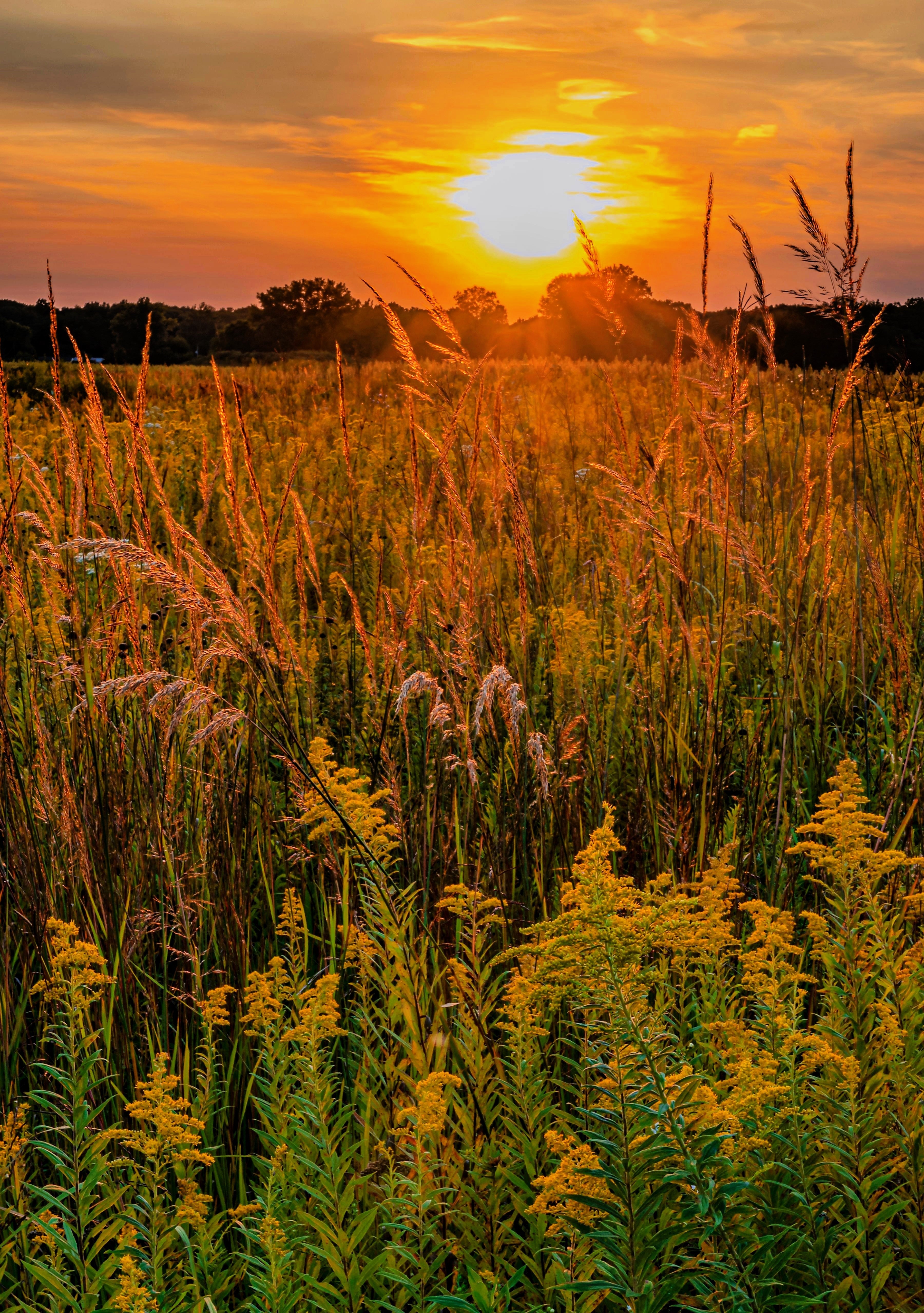 300 Ornamental BIG BLUESTEM GRASS Beardgrass Andropogon Gerardii Seeds