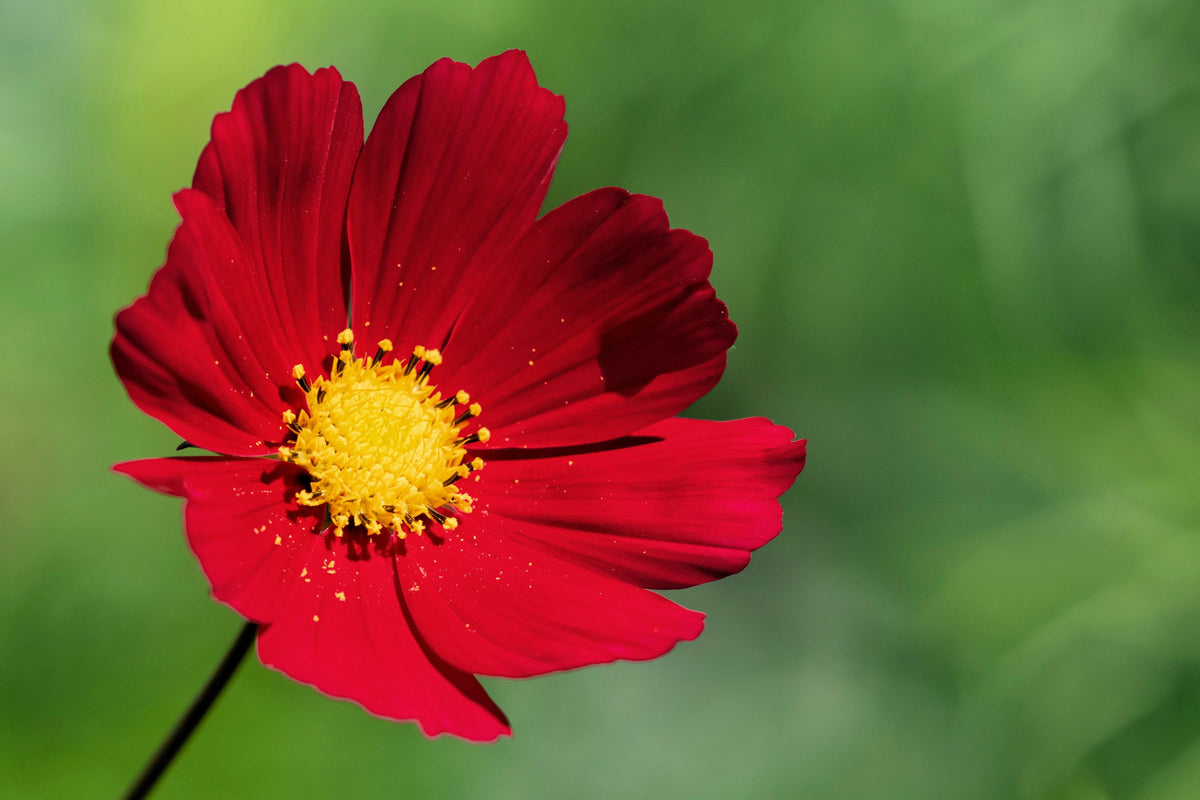 300 RED COSMOS DAZZLER Cosmos Bipinnatus Flower Seeds