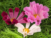 200 COSMOS SEASHELLS Cosmos Bipinnatus Sea Shells Flower Seeds