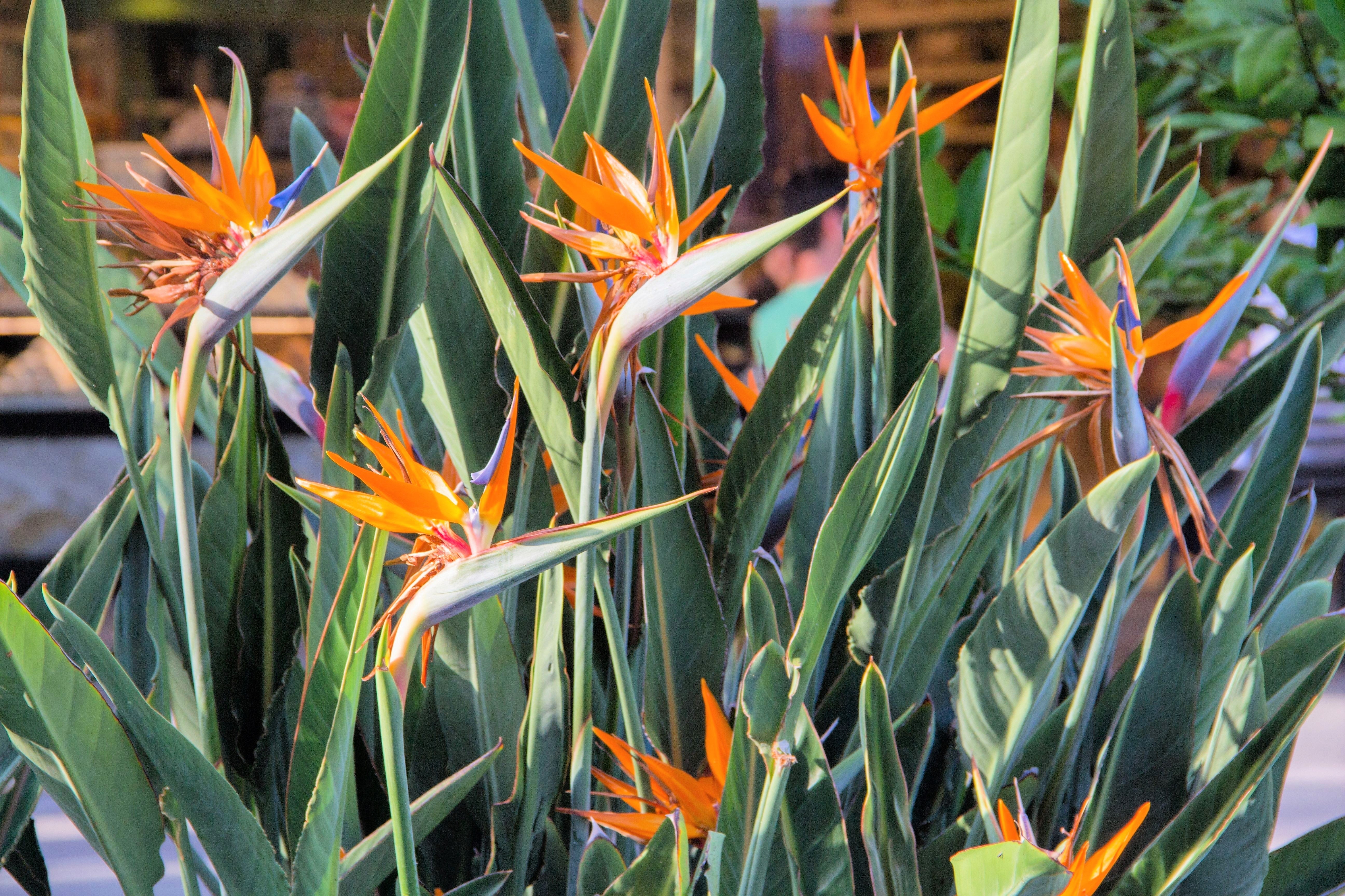 5 TROPICAL BIRD OF PARADISE Strelitzia Reginae Crane Flower Houseplant Seeds