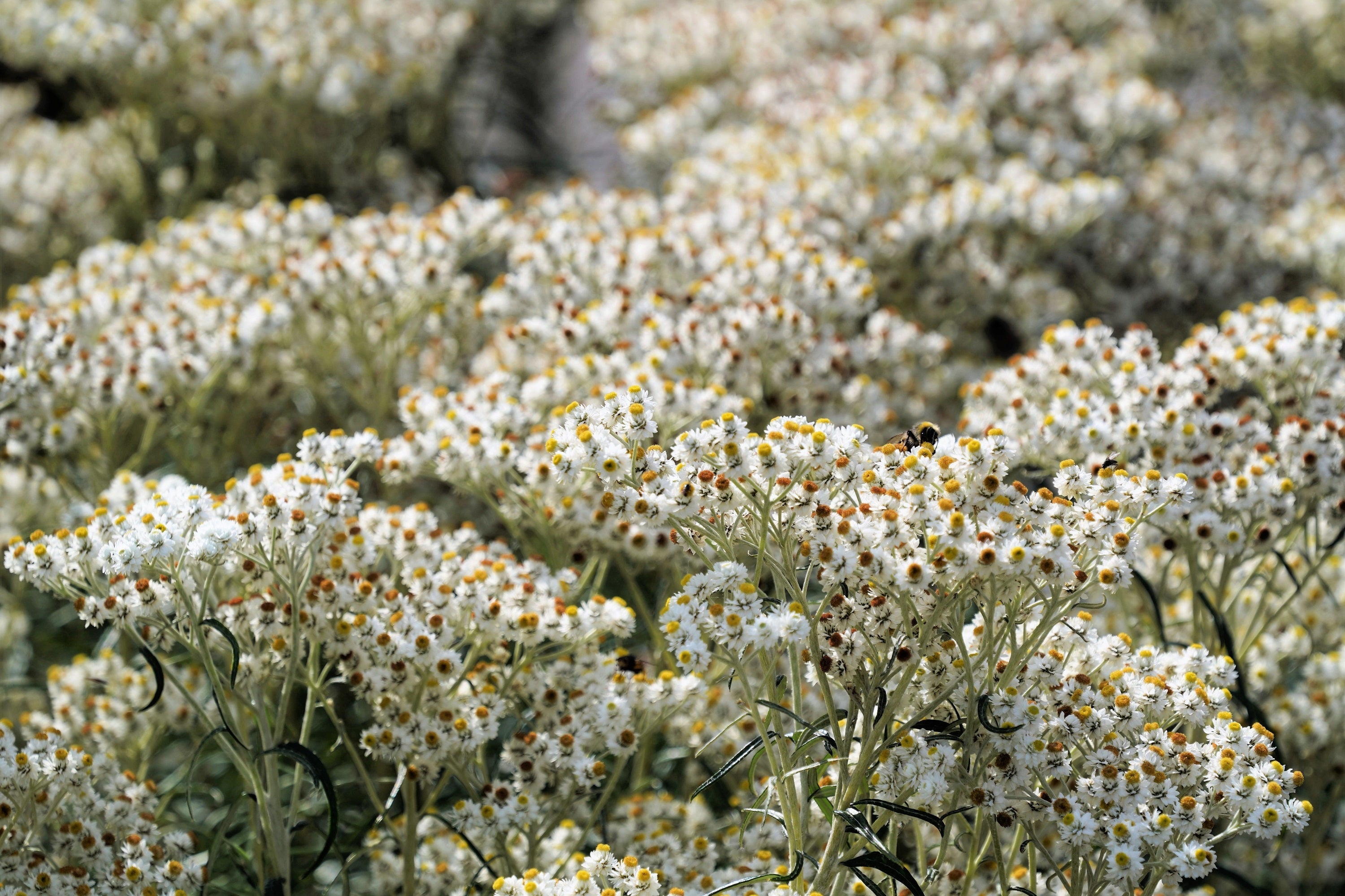100 PEARLY EVERLASTING Anaphalis Margaritacea Fragrant Butterfly Flower Seeds