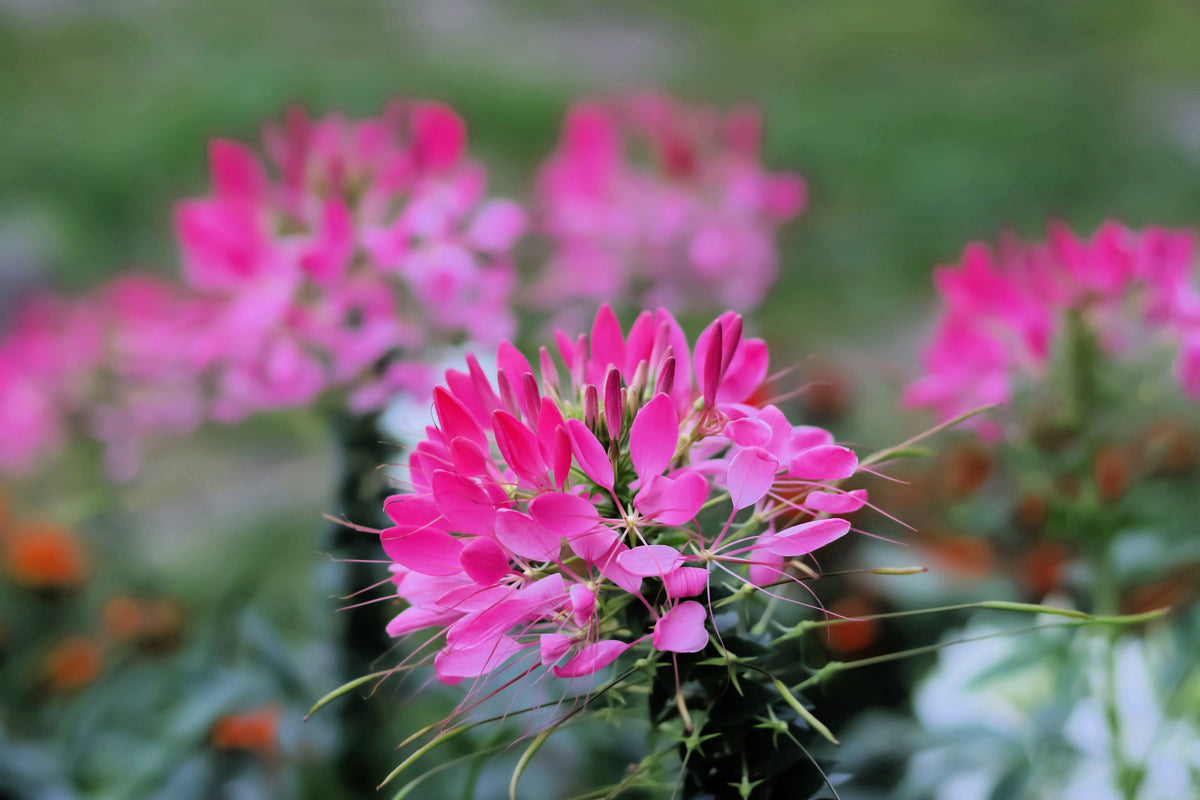 200 MAUVE QUEEN CLEOME Spinosa Hassleriana Purple Pink Spider Flower Seeds