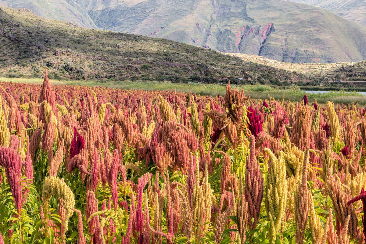 100 Organic BRILLIANT RAINBOW QUINOA Mix Mixed Colors Chenopodium Grain Greens Vegetable Seeds
