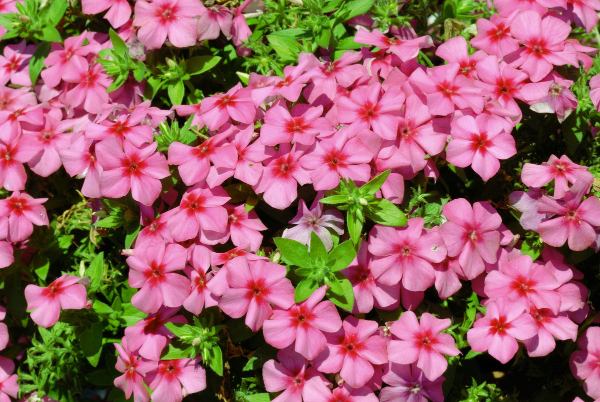 100 PINK DRUMMOND PHLOX Phlox Drummondii Flower Seeds