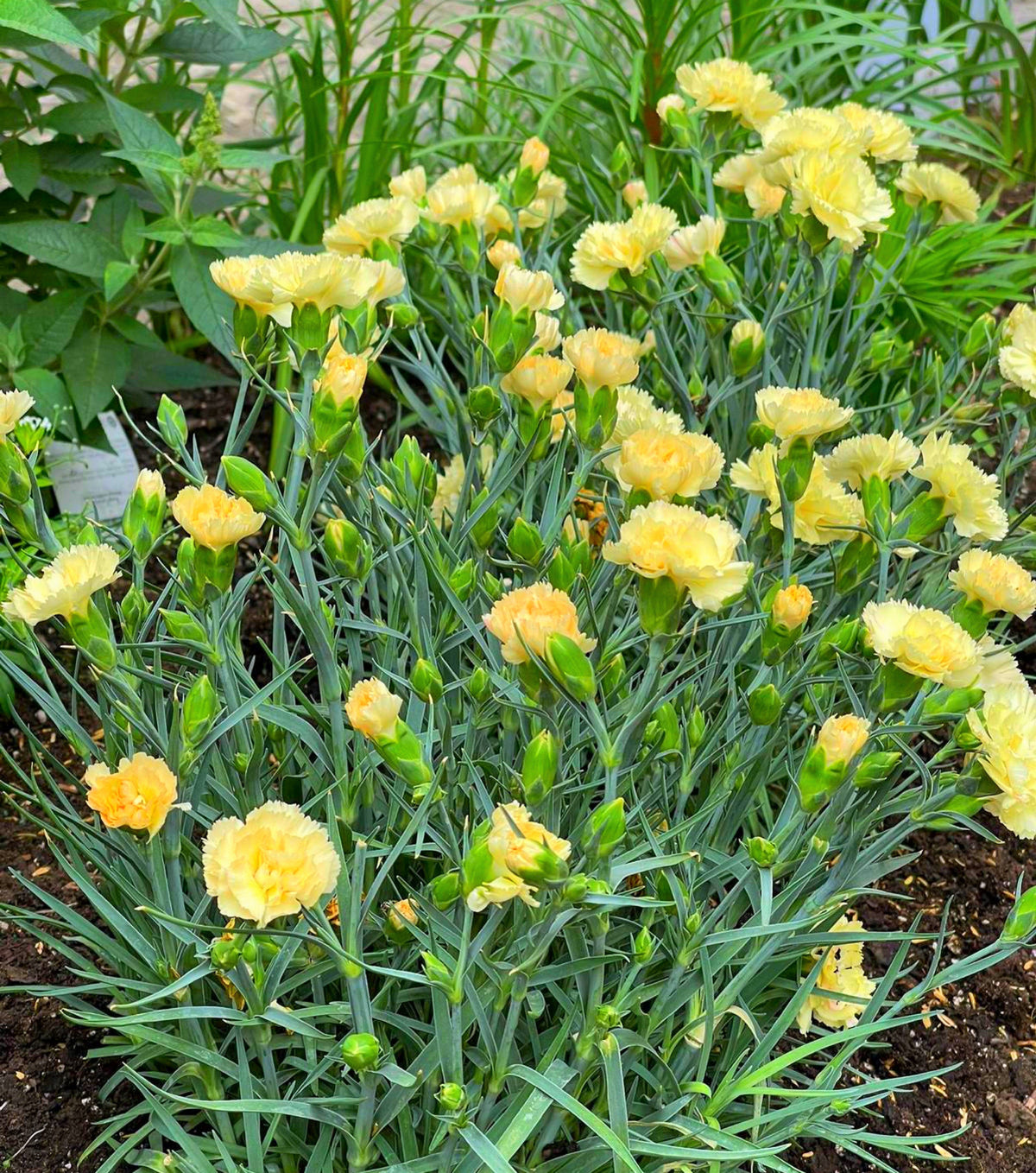 50 YELLOW CARNATION Dianthus Caryophyllus Grenadin Double Flower Seeds