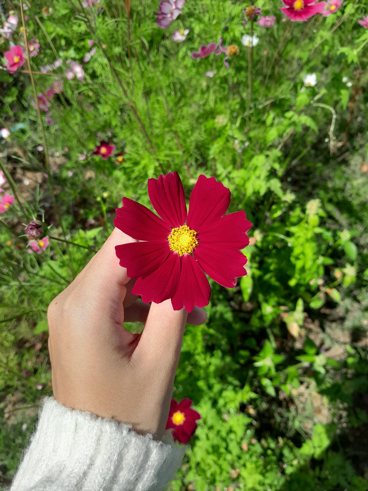 300 RED COSMOS DAZZLER Cosmos Bipinnatus Flower Seeds