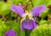 100 PRAIRIE VIOLET PURPLE Viola Pedatifida Palmata Flower Seeds