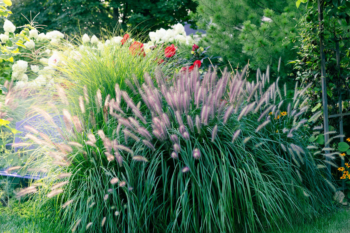 25 Dwarf Purple CHINESE FOUNTAIN GRASS Pennisetum Alopecuroides Hardy Ornamental Seeds