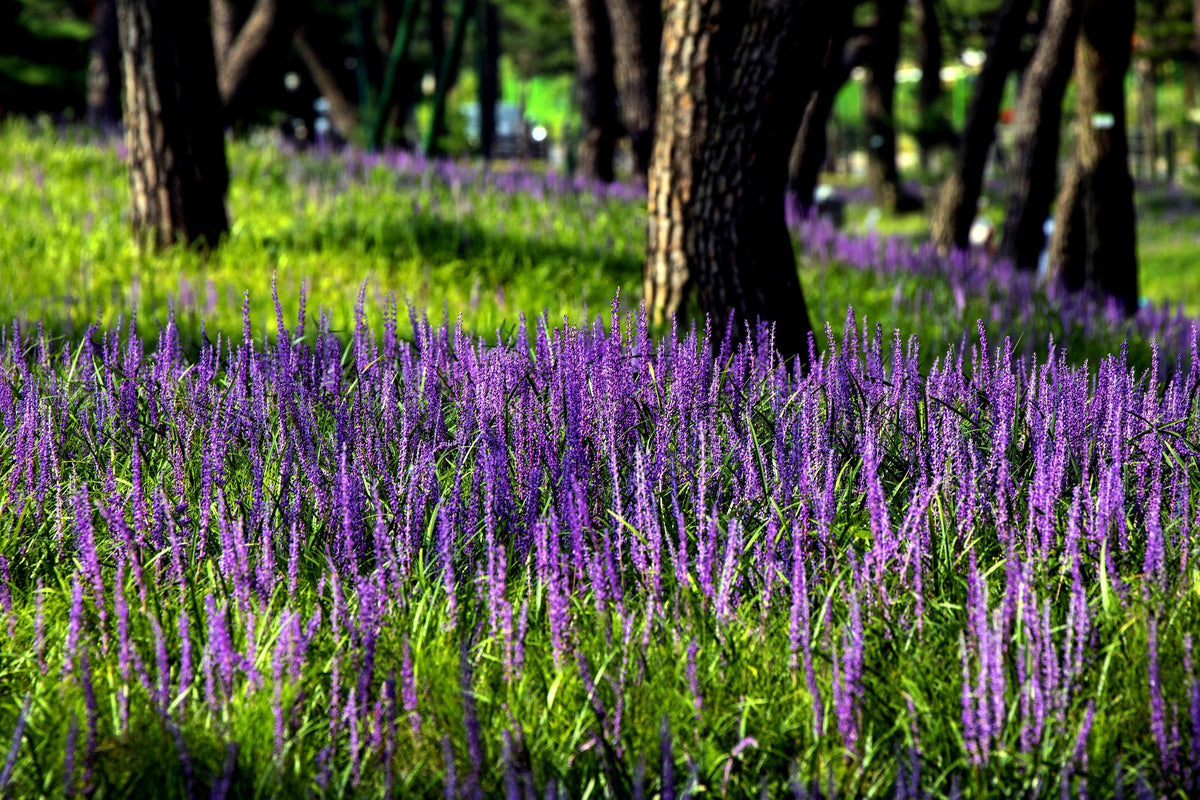 5 LILYTURF Liriope Muscari aka Big Blue Lily Turf / Monkey Grass Flower Seeds