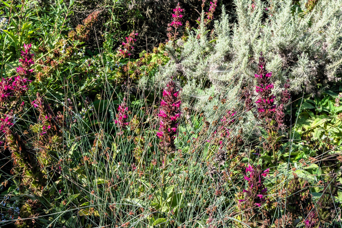 10 Organic California HUMMINGBIRD SAGE Salvia Spathacea Magenta Red Flower Herb Seeds
