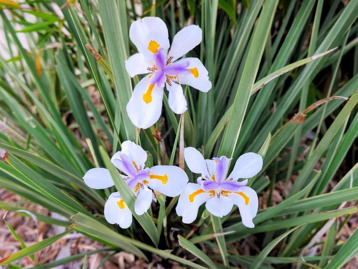 25 WHITE AFRICAN IRIS Fortnight Lily Dietes Iridioides Vegeta aka Cape or Butterfly Iris Yellow Purple Flower Seeds