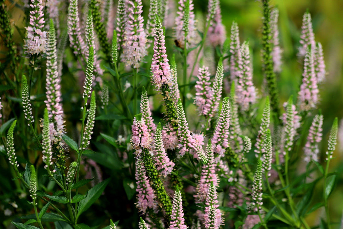 50 Pink VERONICA Longifolia / SPIKE SPEEDWELL Flower Seeds