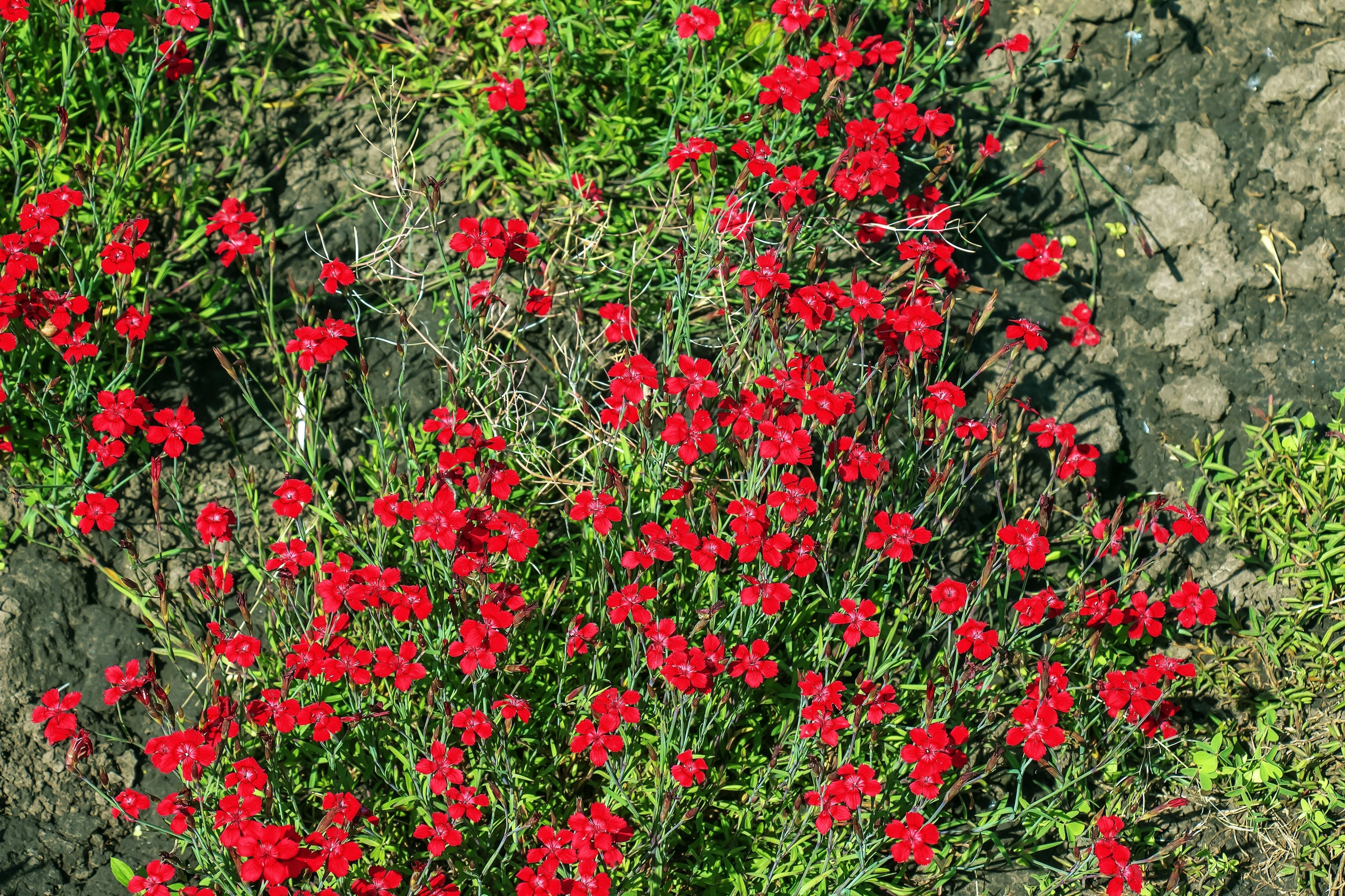 100 RED CARDINAL DIANTHUS Deltoides Flower Seeds