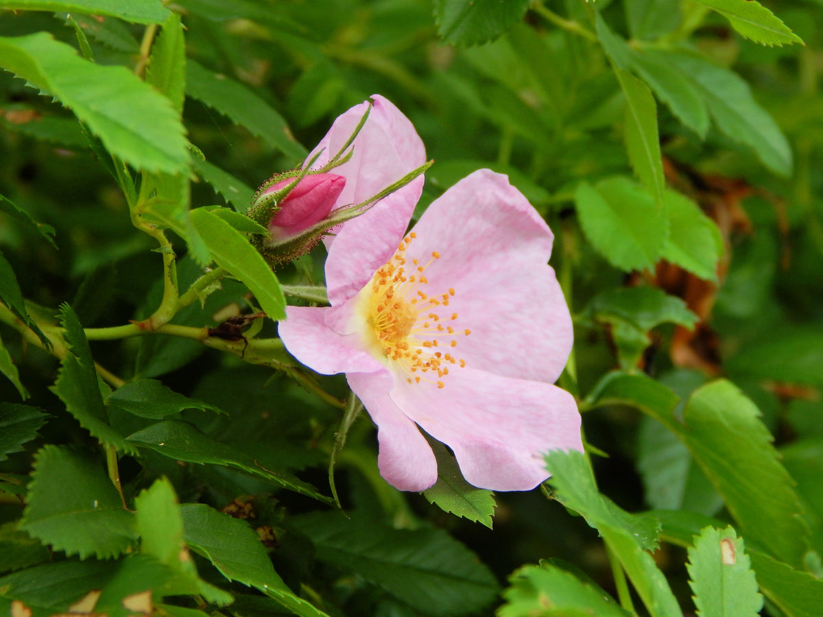 25 PINK SWAMP ROSE Rosa Palustris Flower Shrub Bush ( Average - Wet Soil ) Seeds