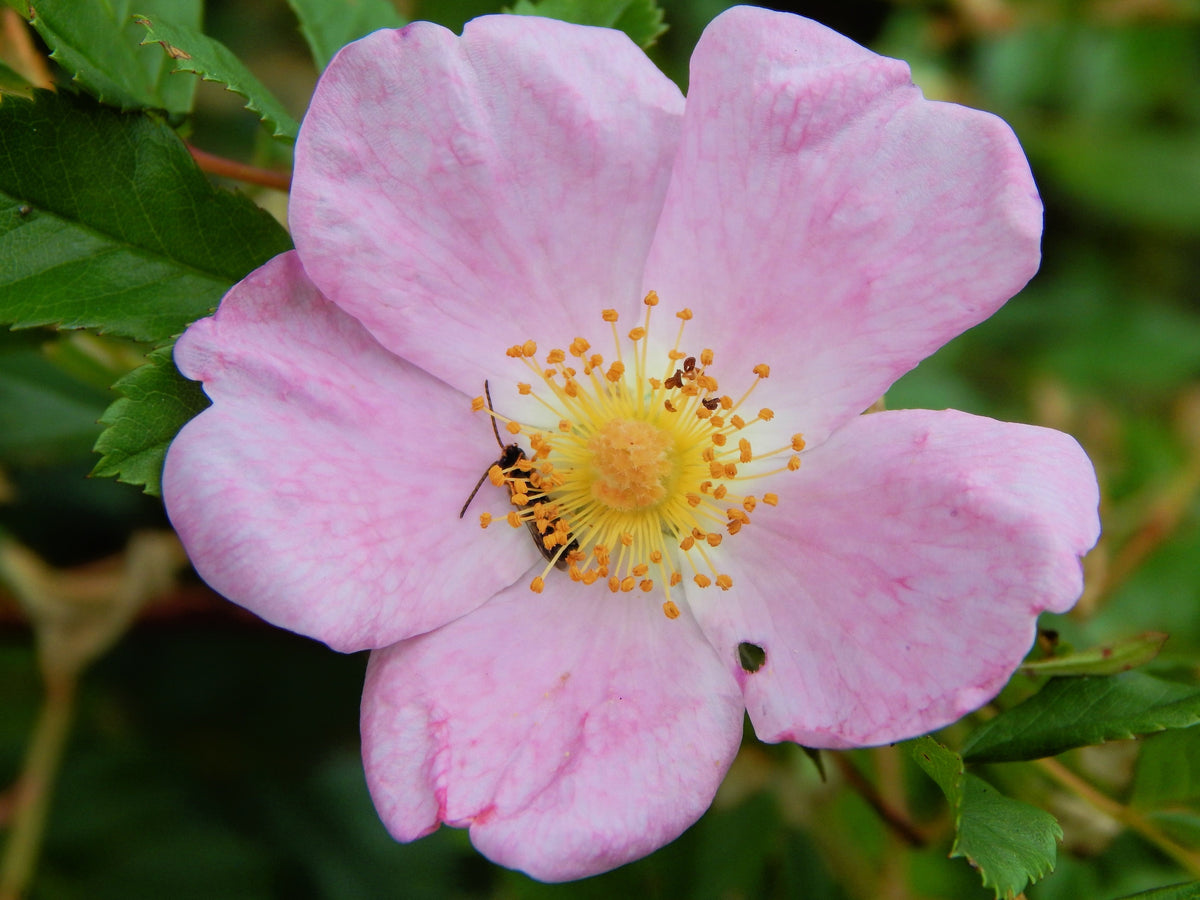 25 PINK SWAMP ROSE Rosa Palustris Flower Shrub Bush ( Average - Wet Soil ) Seeds