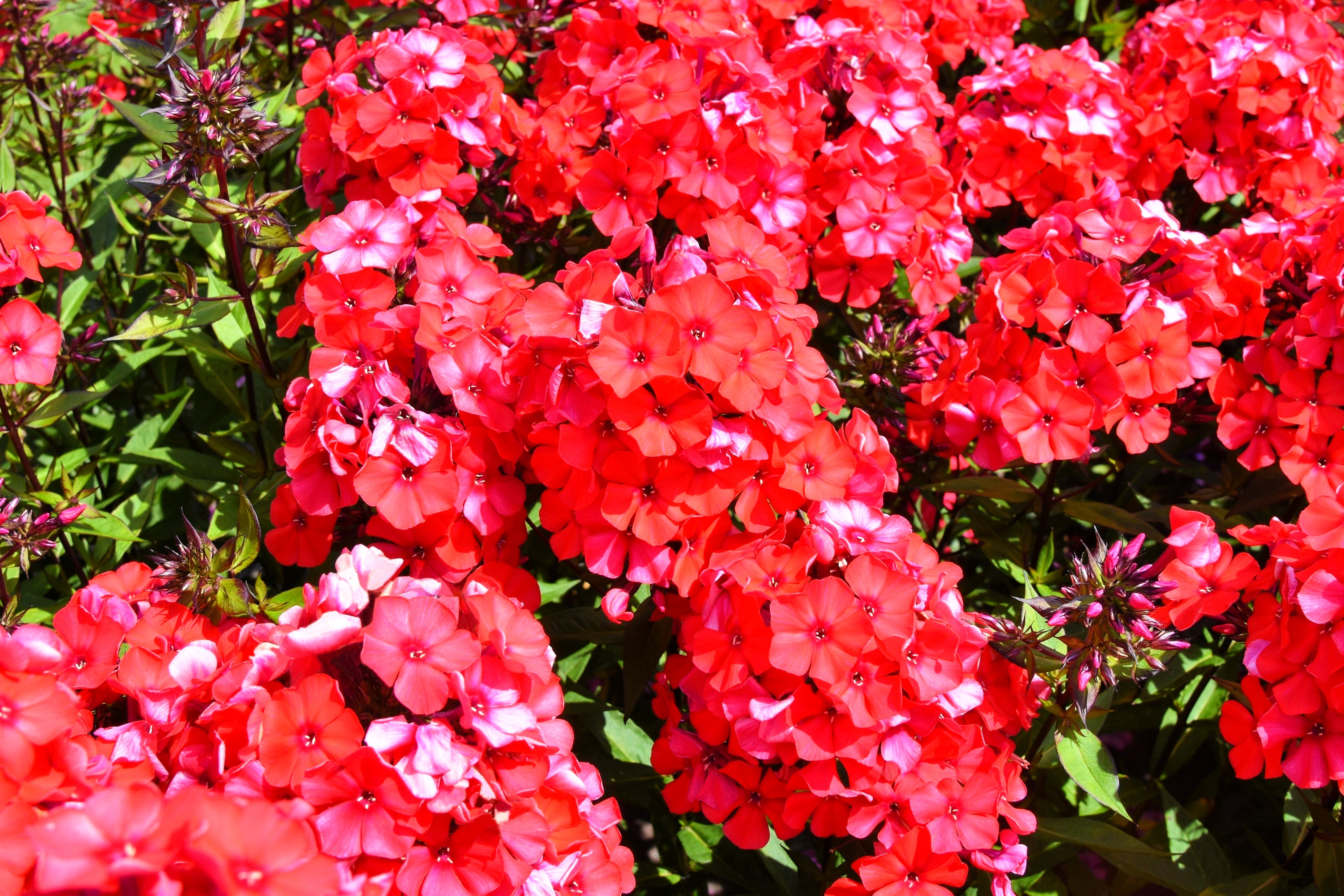 10 TALL GARDEN PHLOX Paniculata Mixed Colors 'New Hybrids Mix' Flower Seeds