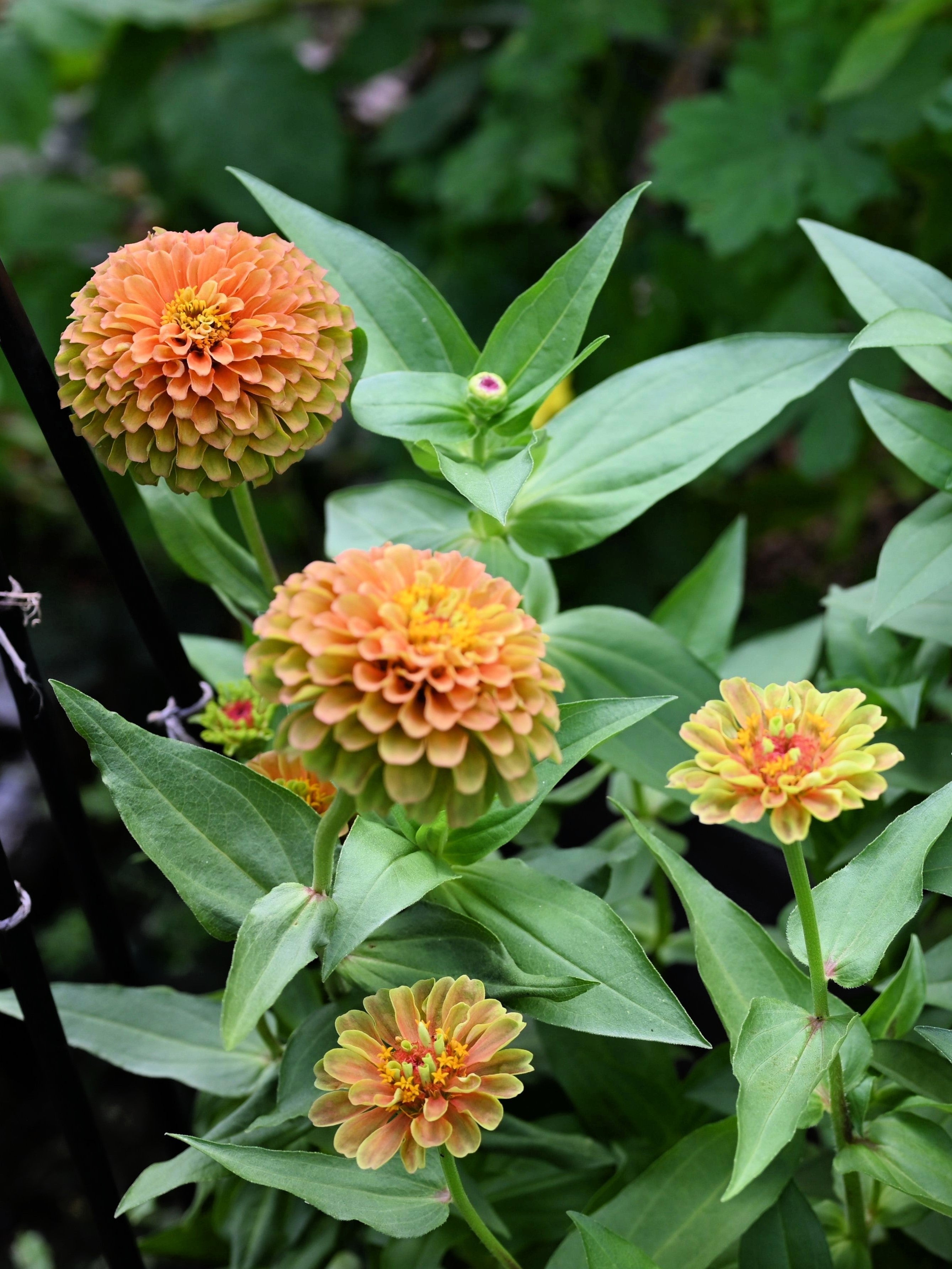 20 Organic QUEENY LIME MIX ZINNIA Elegans Mixed Colors Red Orange Yellow Pink Green Queen Flower Seeds