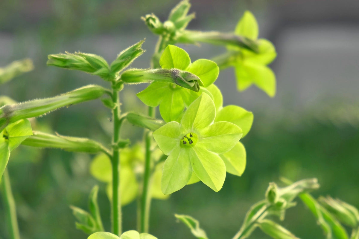 100 LIME GREEN NICOTIANA Alata Flowering Tobacco Seeds