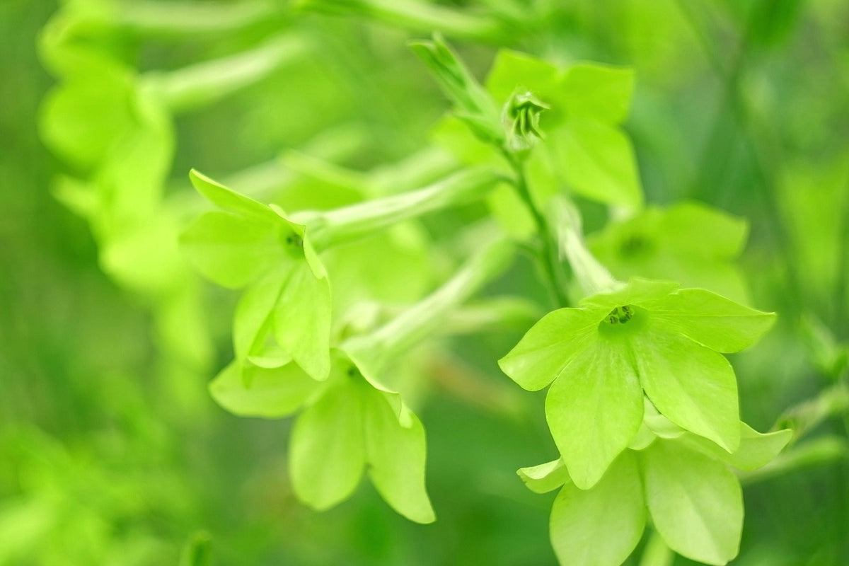 100 LIME GREEN NICOTIANA Alata Flowering Tobacco Seeds